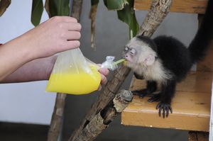 1 - Monkey drinking on Utila