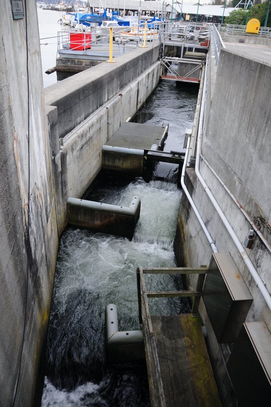 47 - When the construction of the canal they needed to make a system that will keep the salmon from continueing life like normal so they built this so they could swim back and forth