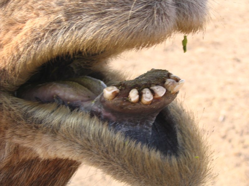 Tooth camel Fossil Collecting