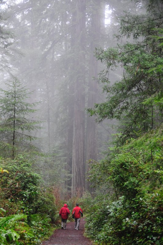 31. Redwoods NP