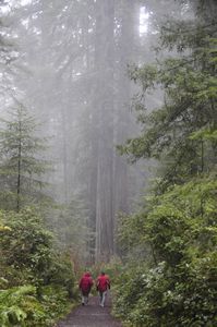 31. Redwoods NP