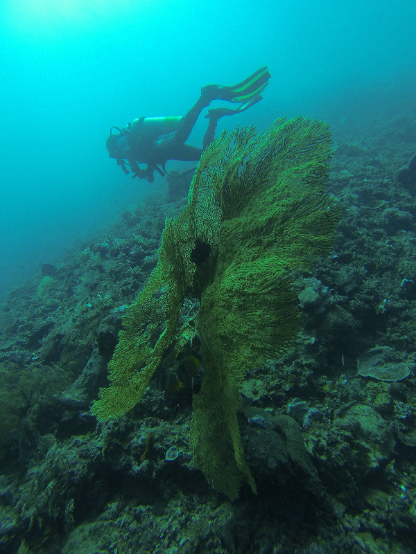 3- Giant Fan Coral in Timor-Leste - (more diving photos from 63-72