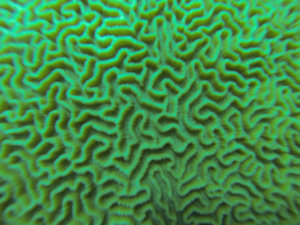 66 - Brain Coral