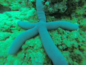 70 - starfish