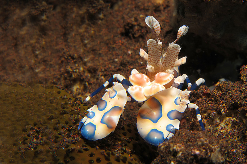 Harlequin Shrimp, Tulamben