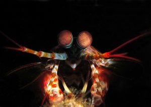 Mantis Shrimp, Tulamben