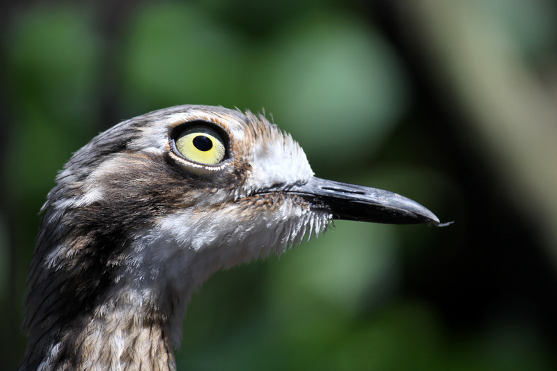 Stone Curlew, Cairns Wildlife Dome, Far North Queensland.