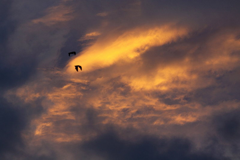 Flying Foxes at Sunset, Cairns, Far North Queensland.