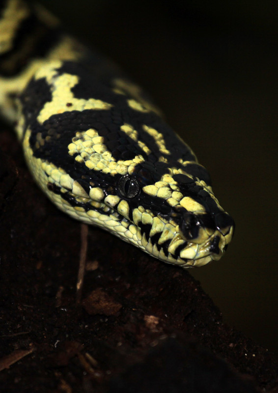 Amethystine Python, Lake Eacham, Far North Queensland.