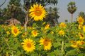 Sunflowers, Ogre Island