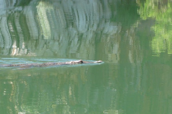 Freshwater Crocodile, Geike Gorge