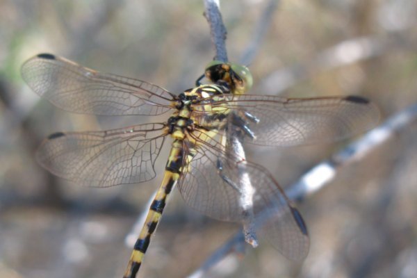 Dragonfly, Kalbarri National Park