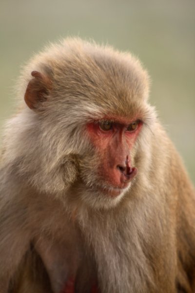 A rather battered Rhesus Macquacue