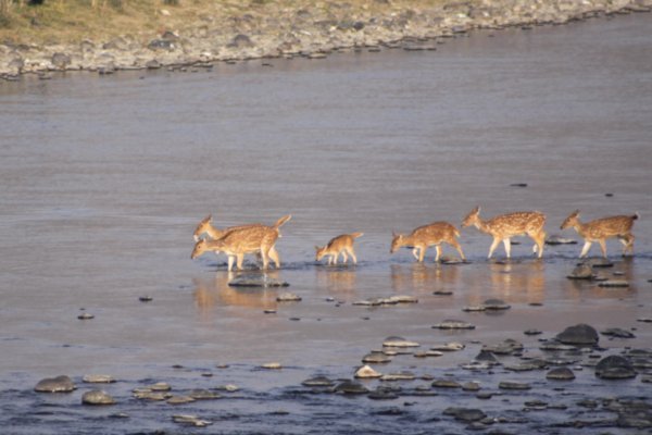 Spotted Deer Cross the River