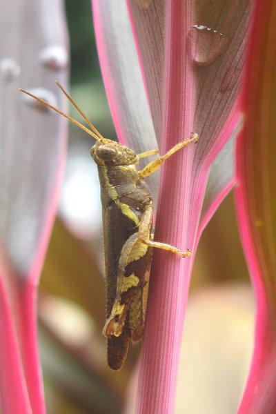 Grasshopper, Perhentian Kecil 