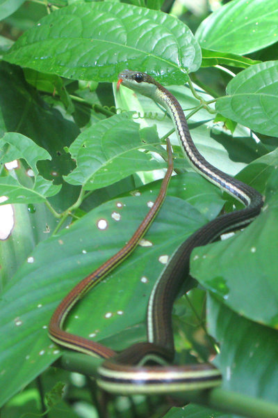 Grass Snake, Sungai Kinabatangan