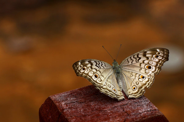 Butterfly, Banteay Srei