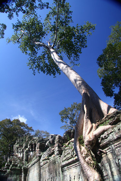 The Forest Takes Over, Ta Phrom