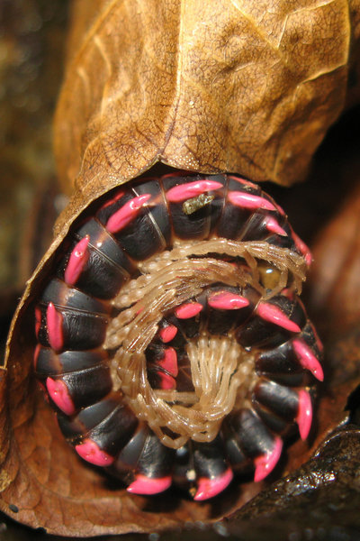 Centipede in Leaf