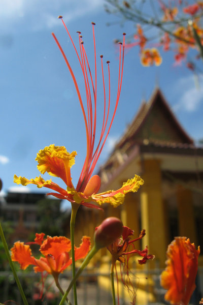 Flower in Temple, Vientiane