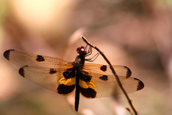Tigerwing Dragonfly, Bribie Island, Queensland.