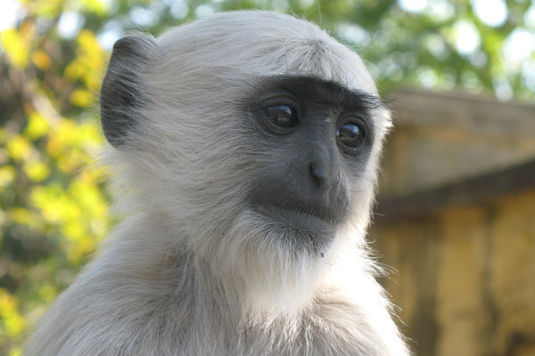 Langur Monkey, Rishikesh, India.