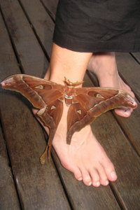 Hercules Moth, Mission Beach, Queensland.