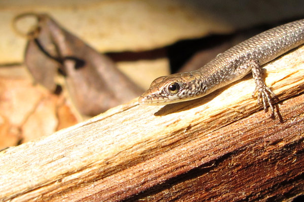 Anyone Ever Tell You You Skink?