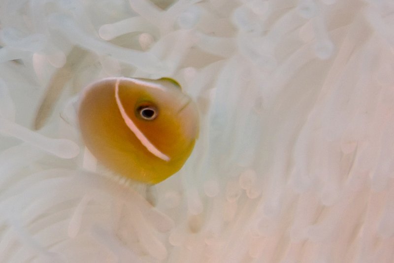 Anenomefish Prefer Blondes