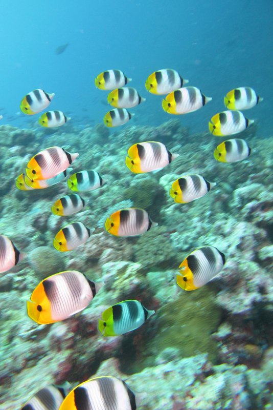 The Butterflyfish Hear the Sales Have Started