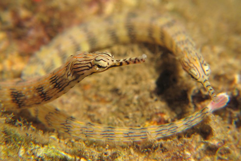 Pipefish : Seahorses Trying to Go Straight