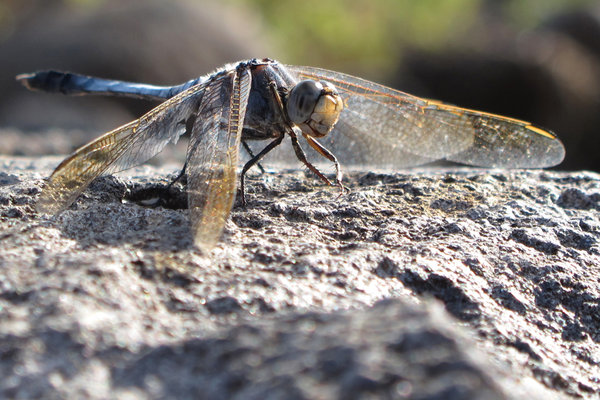 Dragonfly, Archer Creek