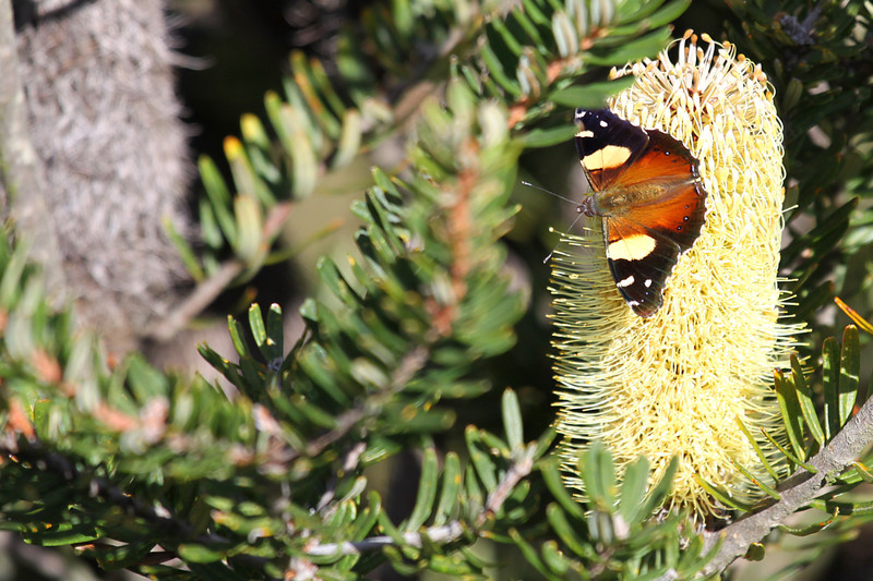 Butterfly on Banksia, Mt Rowland
