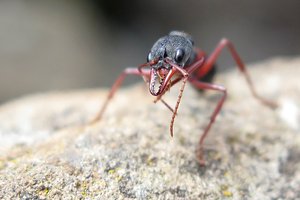 Big Red Ant, Maria Island