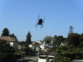 the spider outside the window