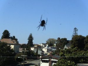 the spider outside the window