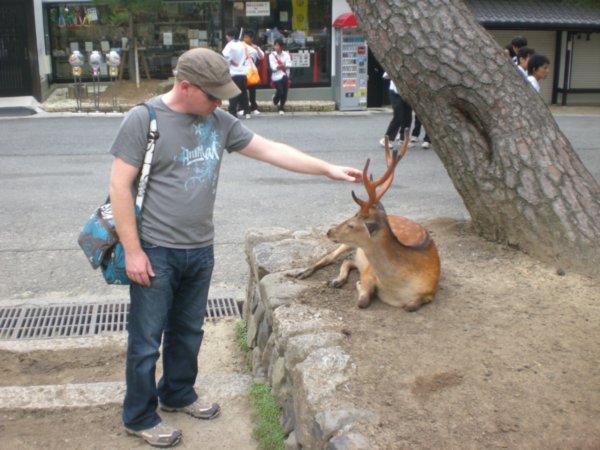 The Deers in Nara