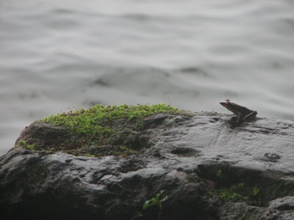 Frog in Cerro Chato crater lake