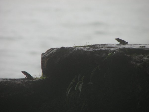 Frogs silhouetted in the mist