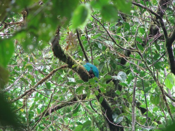 Female quetzal 