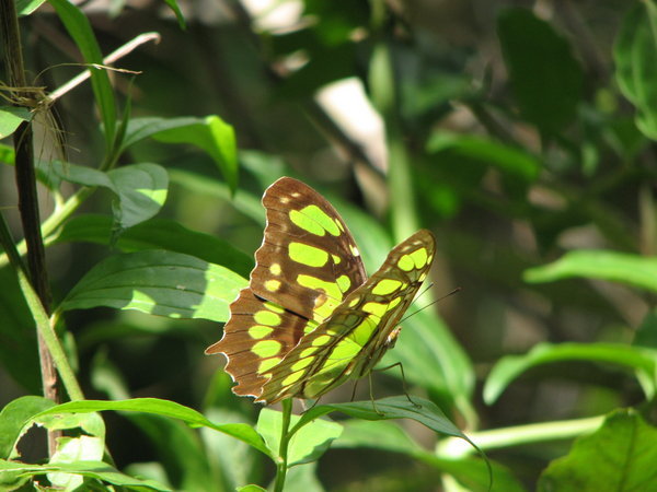 Costa Rica has butterflies by the bucket load...