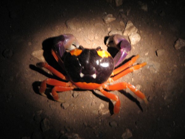 These crabs look like they're from a cartoon!  We saw hundreds on the Pacific Coast