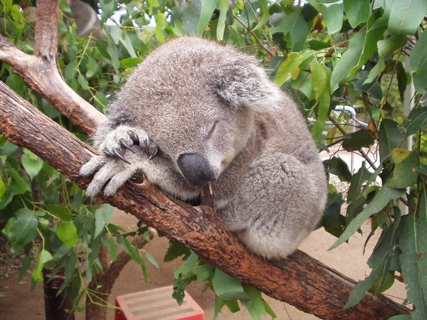 Lovable Koalas