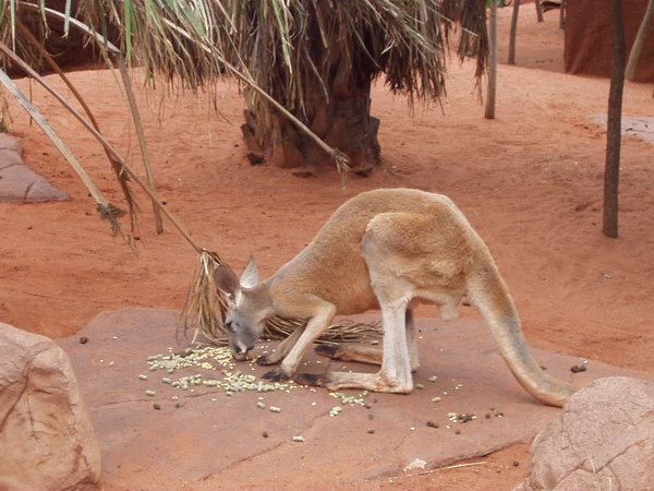 Red Tailed Kangaroo