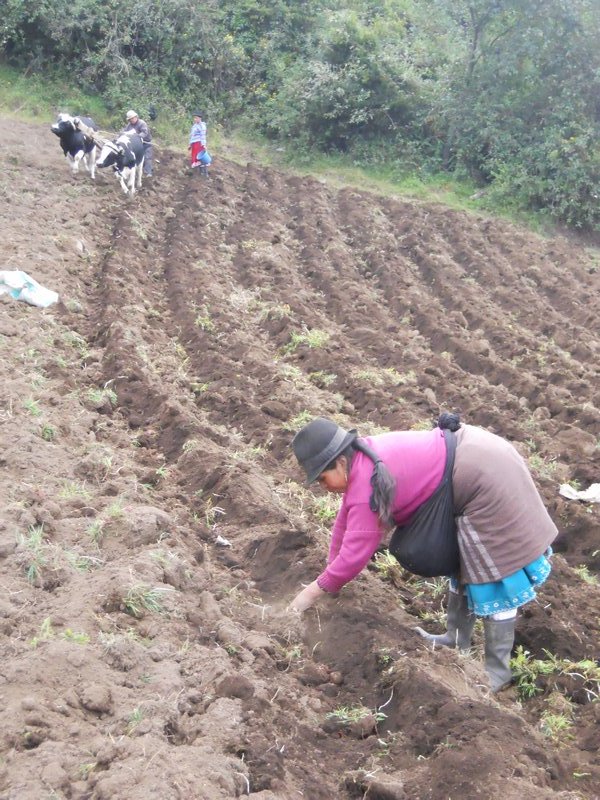 Plowing the field and Planting potatoes