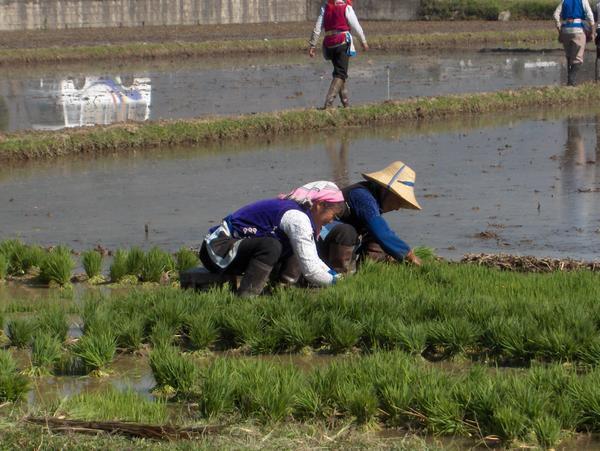 Planting rice in Yunnan