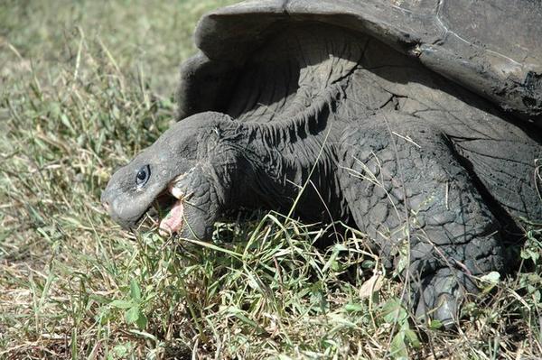 Galapagos tortoise eating in the wild