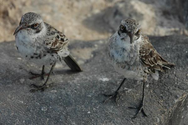 Cheeky pair of mockingbirds