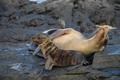 Sea lion pup with mum