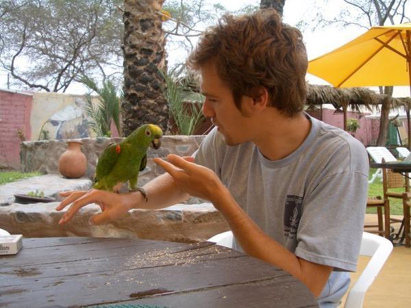 Parrot feeding time